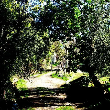 Ulivo *